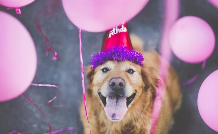 Aniversário do meu cachorro